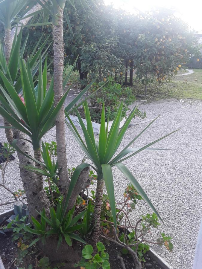 Garden Green Da Virna Torre Annunziata Εξωτερικό φωτογραφία